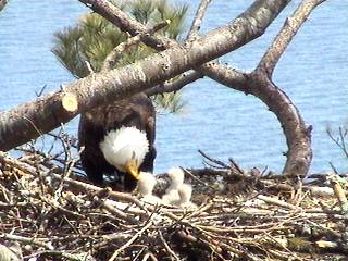 Eagles in Maine