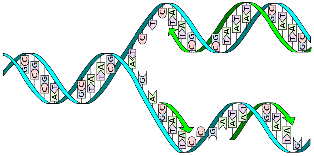 https://en.wikipedia.org/wiki/DNA_replication#/media/File:DNA_replication_split.svg