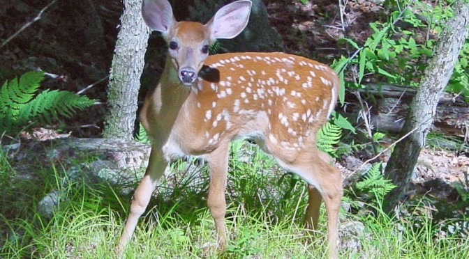 http://en.wikipedia.org/wiki/File:Fawn_in_Forest_edit.jpg