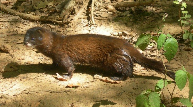 Kun svage aktivister slipper mink løs