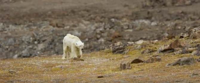 Sultende isbjørn maner myter frem i Asger Aamund